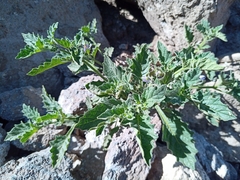 Solanum grandidentatum, photograph Michal Honskus, CC BY, iNaturalist via GBIF