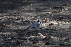 Motacilla alba