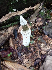 Staheliomyces cinctus