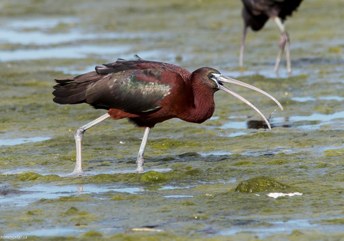 Glossy Ibis, photo 8 of 9