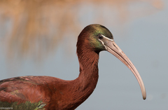 Glossy Ibis photo 2