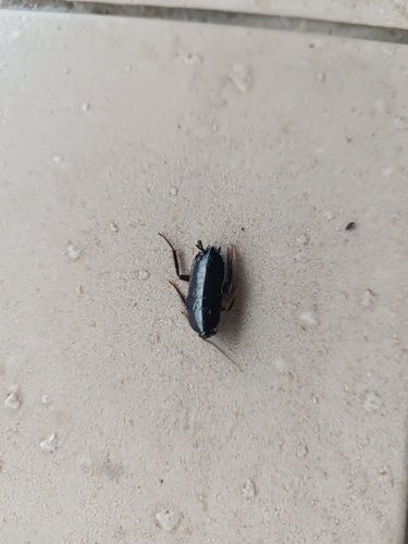 Oriental Cockroach