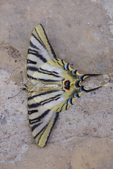 Mariposa Chupaleche