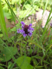 Prunella vulgaris lanceolata