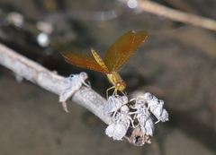 Perithemis icteroptera