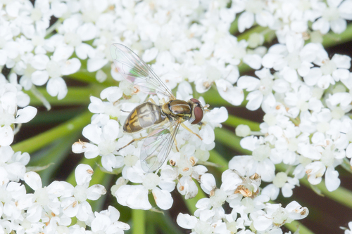 Unknown species found near New Jersey, US