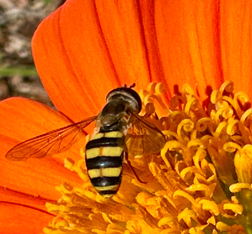 Unknown species found near Mitchell St, Hillsborough, NC, US
