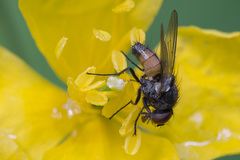 Thricops semicinereus