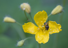 Thricops semicinereus