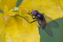 Thricops semicinereus