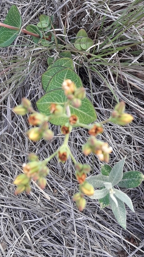 Hypericum connatum (Hypericum connatum)