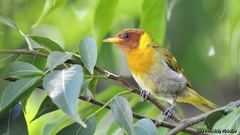 Hemithraupis ruficapilla