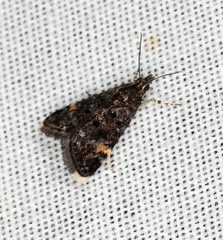 Heliothela ophideresana