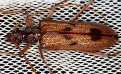Phoracantha acanthocera