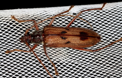 Phoracantha acanthocera