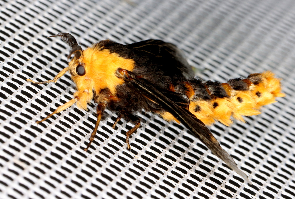 Oiketicinae