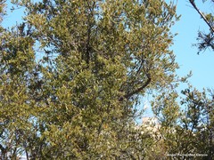 Olea europaea europaea
