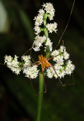 Ventrivomer ancyrophorus
