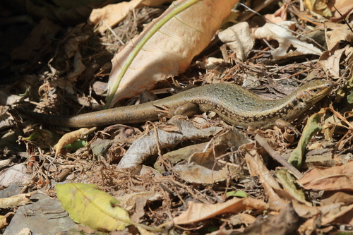 Northern spotted skink, Oligosoma kokowai