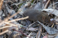 Antechinus swainsonii