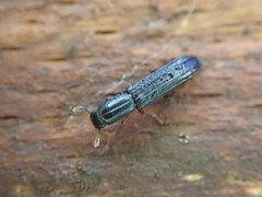 Colydium elongatum