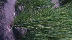 Oryza sativa, photograph (c) Raúl A. Ruiz M., some rights reserved (CC BY)