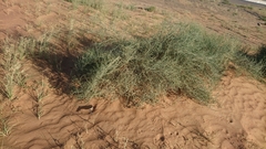 Haloxylon salicornicum
