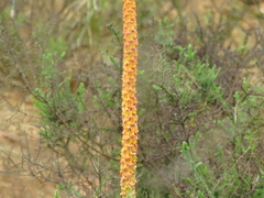 Disa chrysostachya