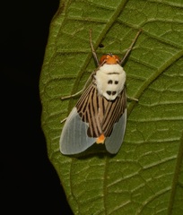 Ischnognatha semiopalina