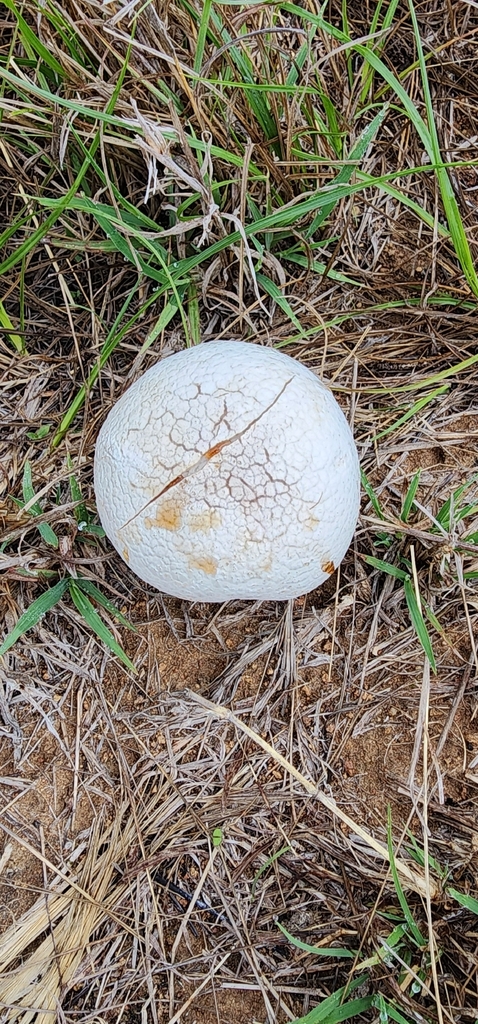 Lycoperdon utriforme