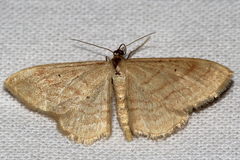 Idaea rufaria