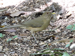 Turdus grayi