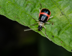 Paratriarius