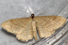 Idaea rufaria
