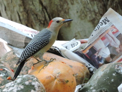 Melanerpes aurifrons