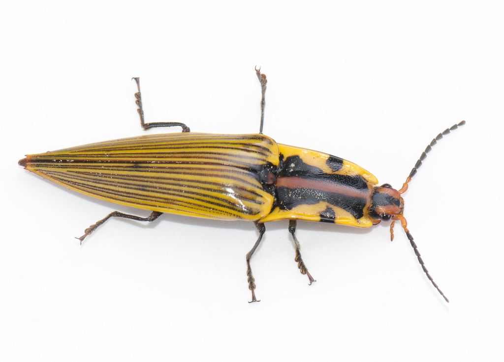Semiotus imperialis