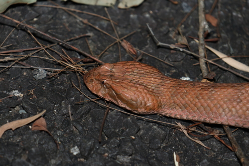 Southern Death Adder sighting