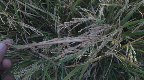 Oryza sativa, photograph 5