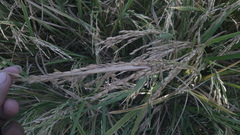 Oryza sativa, photograph (c) Raúl A. Ruiz M., some rights reserved (CC BY)