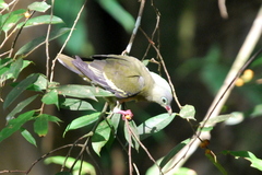 Treron curvirostra