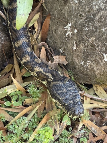 Coastal Carpet Python sighting