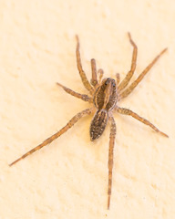 Lycosidae