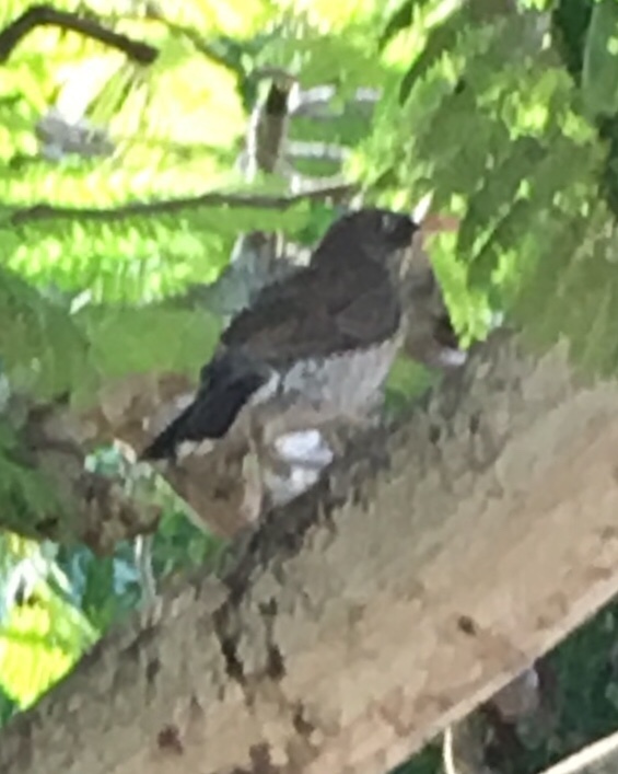 Pearly-eyed Thrasher