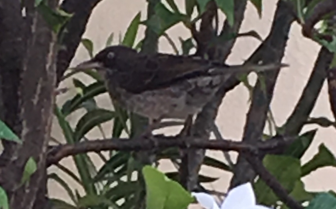 Pearly-eyed Thrasher