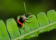 Paratriarius