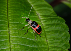 Paratriarius