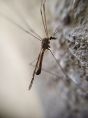 Tipula rufina