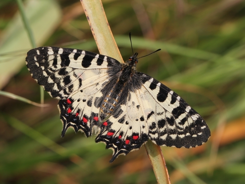 Eastern Festoon