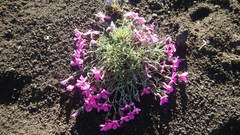 Dianthus repens