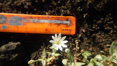Stellaria eschscholtziana